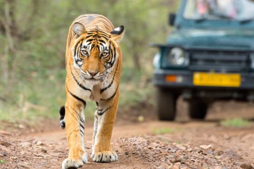 Indian Wildlife & Safaris